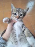 Filhotes 2 meses 