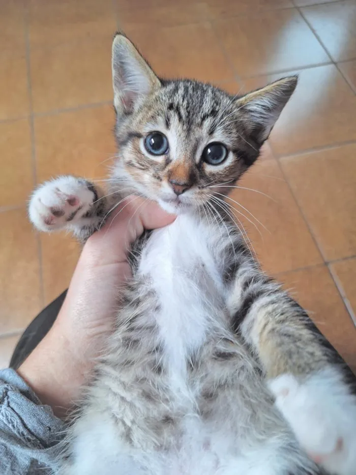 Gato raça SRD-ViraLata idade 2 a 6 meses nome Filhotes 2 meses 