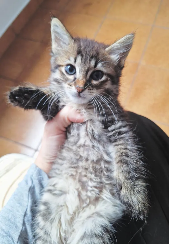 Gato raça SRD-ViraLata idade 2 a 6 meses nome Filhotes 2 meses 