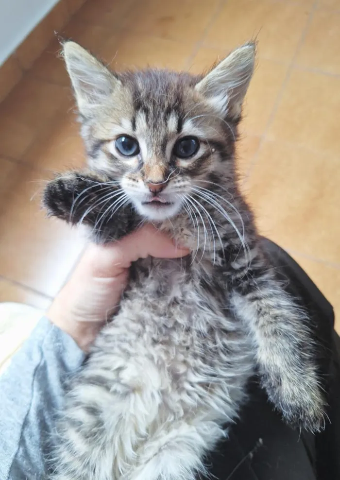 Gato raça SRD-ViraLata idade 2 a 6 meses nome Filhotes 2 meses 