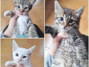 Gato raça SRD-ViraLata idade 2 a 6 meses nome Filhotes 2 meses 