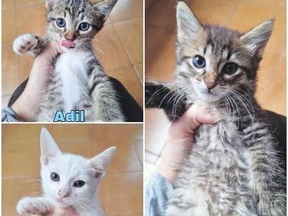Gato raça SRD-ViraLata idade 2 a 6 meses nome Filhotes 2 meses 