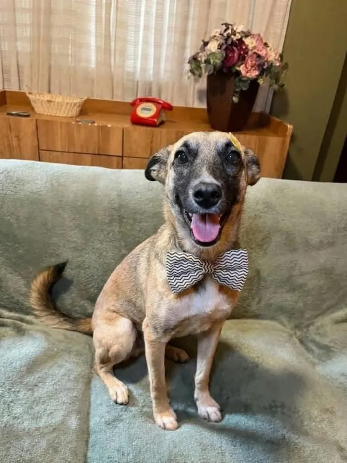 Cachorro raça SRD-ViraLata idade 1 ano nome lucca