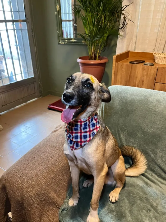 Cachorro raça SRD-ViraLata idade 1 ano nome lucca