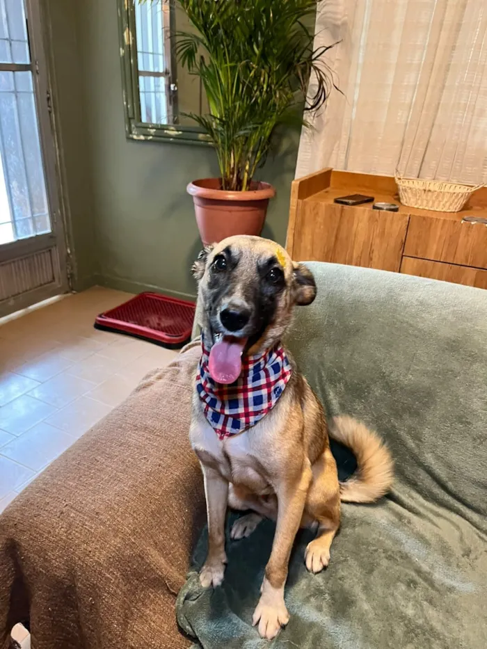 Cachorro raça SRD-ViraLata idade 1 ano nome lucca