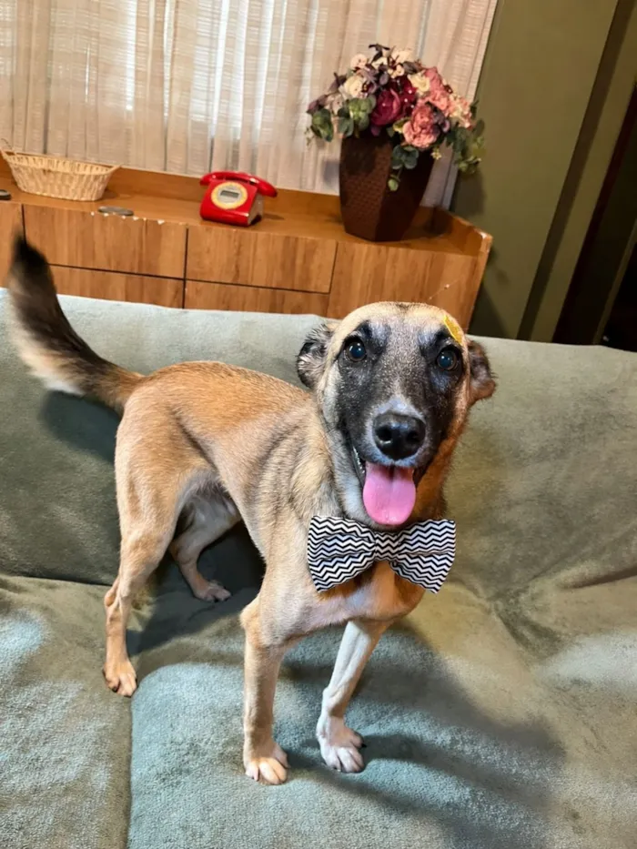 Cachorro raça SRD-ViraLata idade 1 ano nome lucca