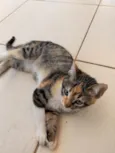 Chiquinha 