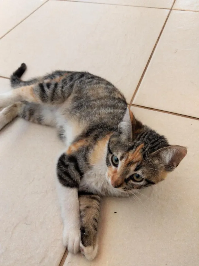 Gato raça SRD-ViraLata idade 2 a 6 meses nome Chiquinha 