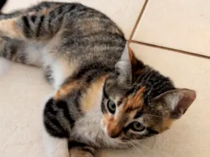 Gato raça SRD-ViraLata idade 2 a 6 meses nome Chiquinha 