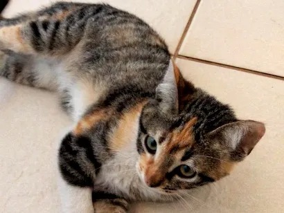 Gato raça SRD-ViraLata idade 2 a 6 meses nome Chiquinha 