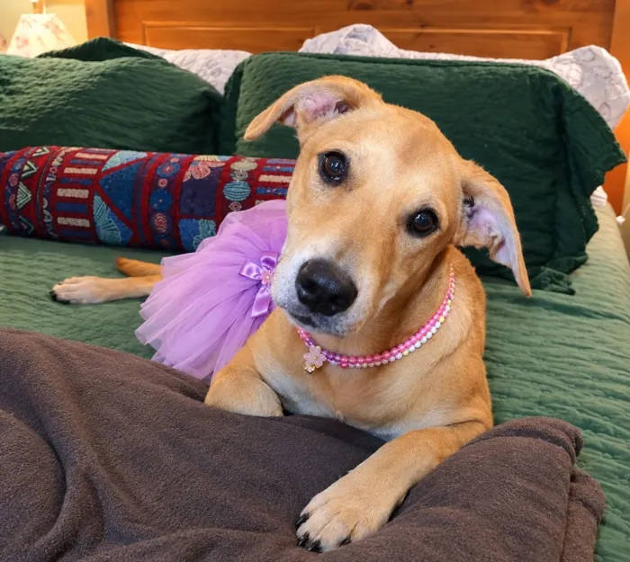 Cachorro raça SRD-ViraLata idade 2 a 6 meses nome Flor