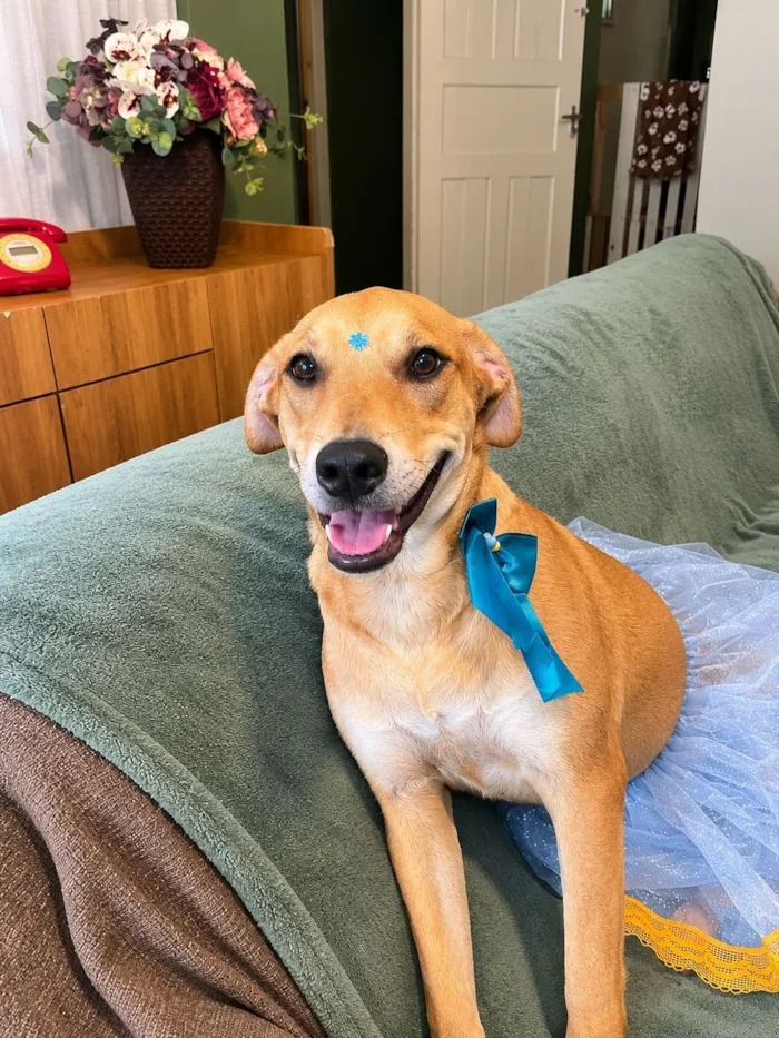 Cachorro raça SRD-ViraLata idade 2 a 6 meses nome Flor