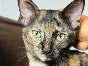 Gato raça SRD-ViraLata idade 1 ano nome Dona