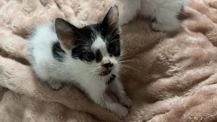 Gato raça SRD-ViraLata idade Abaixo de 2 meses nome A definir 