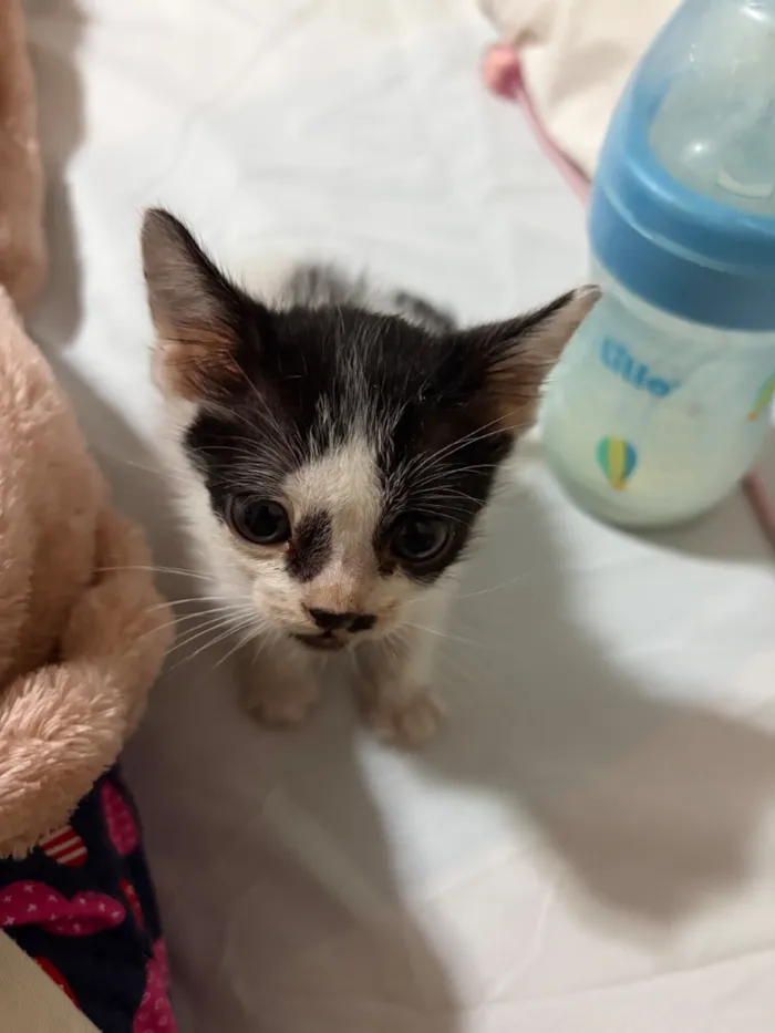 Gato raça SRD-ViraLata idade Abaixo de 2 meses nome A definir 