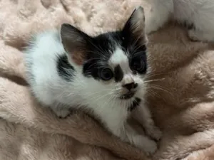 Gato raça SRD-ViraLata idade Abaixo de 2 meses nome A definir 