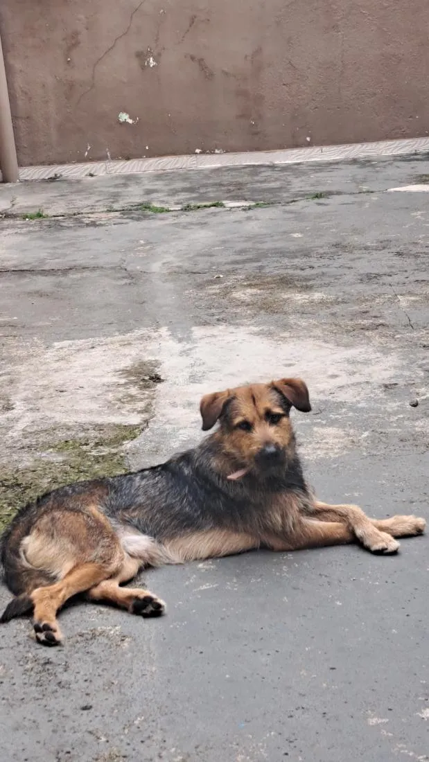 Cachorro raça SRD-ViraLata idade 1 ano nome Thor
