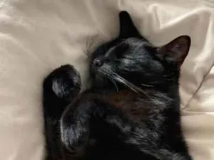 Gato raça SRD-ViraLata idade 2 anos nome Tantan