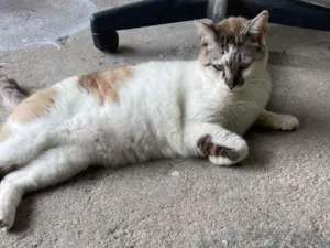 Gato raça SRD-ViraLata idade 1 ano nome nao sei