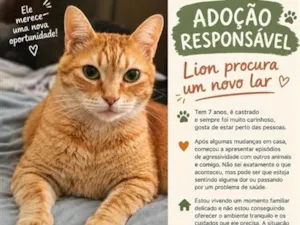 Gato raça SRD-ViraLata idade 6 ou mais anos nome Lion