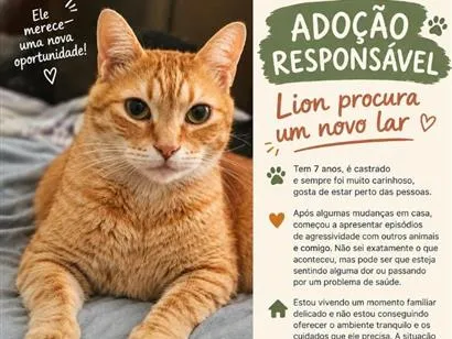 Gato raça SRD-ViraLata idade 6 ou mais anos nome Lion