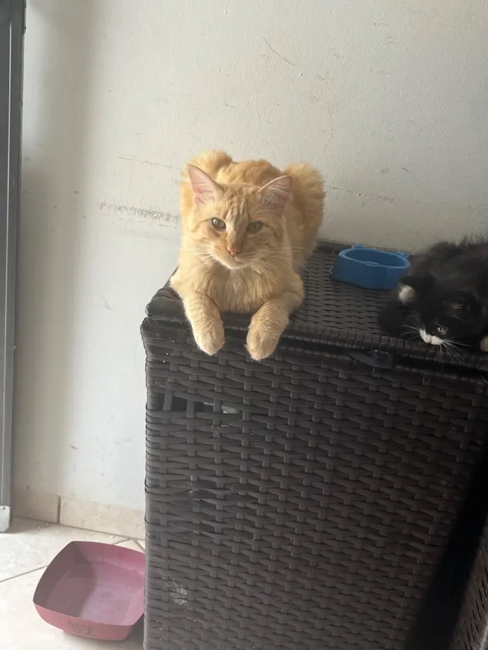 Gato raça SRD-ViraLata idade 1 ano nome Fubá