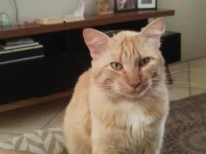 Gato raça SRD-ViraLata idade 1 ano nome Fubá
