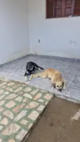 pingo e Negao