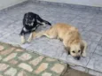 pingo e Negao