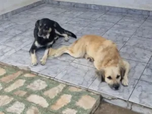 Cachorro raça SRD-ViraLata idade 5 anos nome pingo e Negao