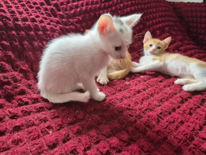 Gato raça SRD-ViraLata idade 2 a 6 meses nome branquinha