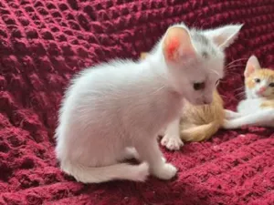 Gato raça SRD-ViraLata idade 2 a 6 meses nome branquinha