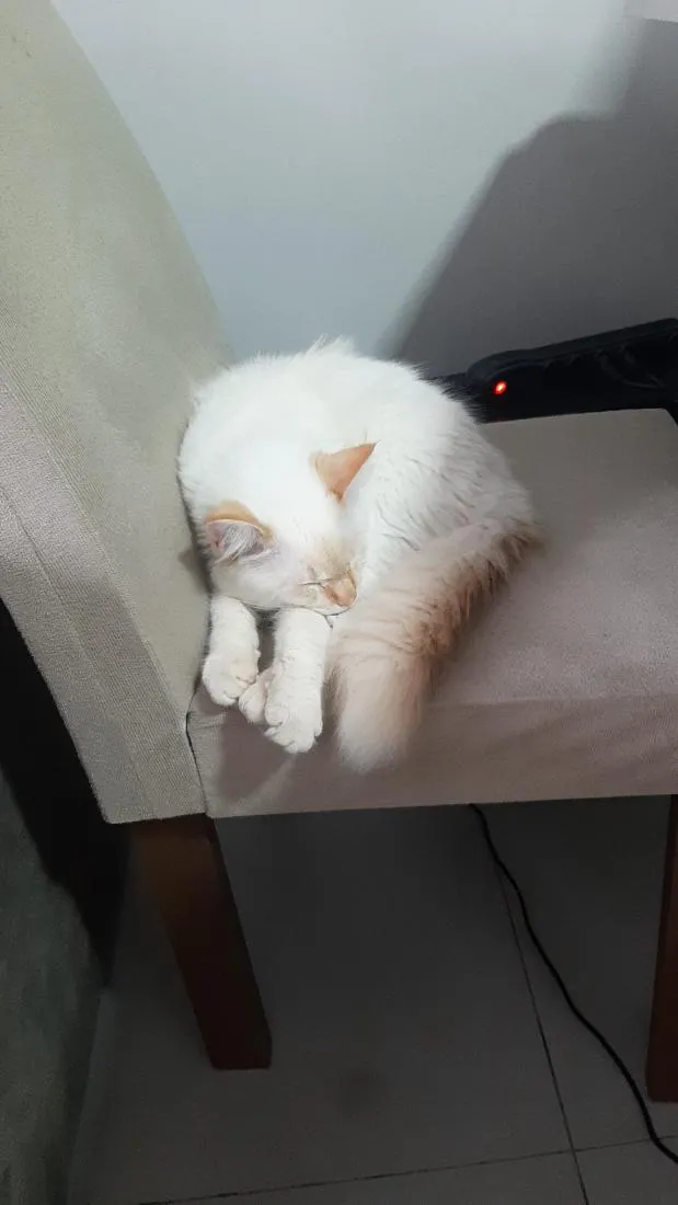 Gato raça SRD-ViraLata idade 2 a 6 meses nome Nino