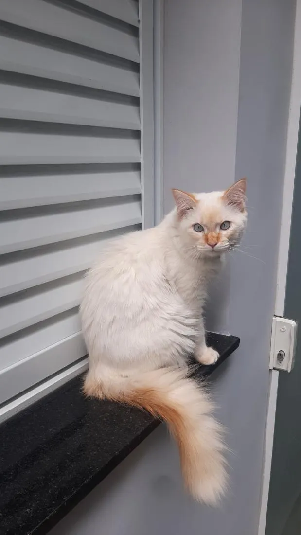 Gato raça SRD-ViraLata idade 2 a 6 meses nome Nino