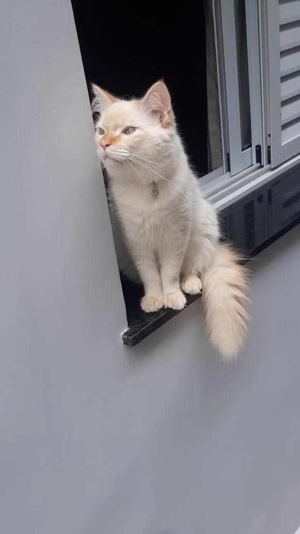 Gato raça SRD-ViraLata idade 2 a 6 meses nome Nino