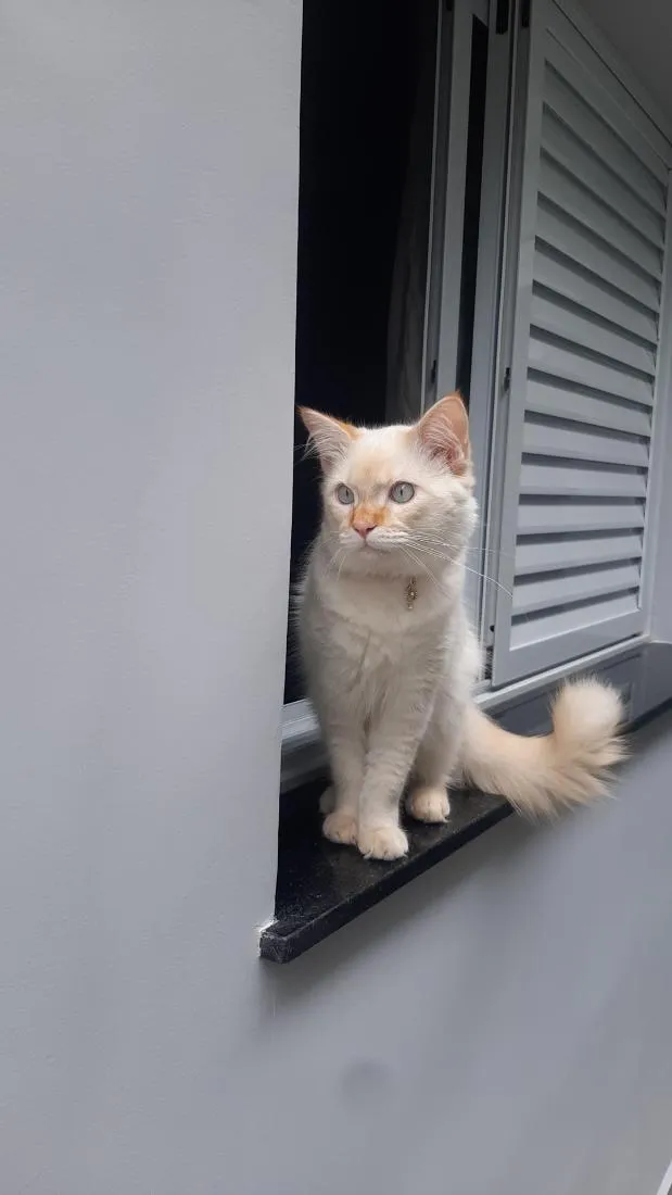Gato raça SRD-ViraLata idade 2 a 6 meses nome Nino