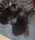Moisés e Miqueias