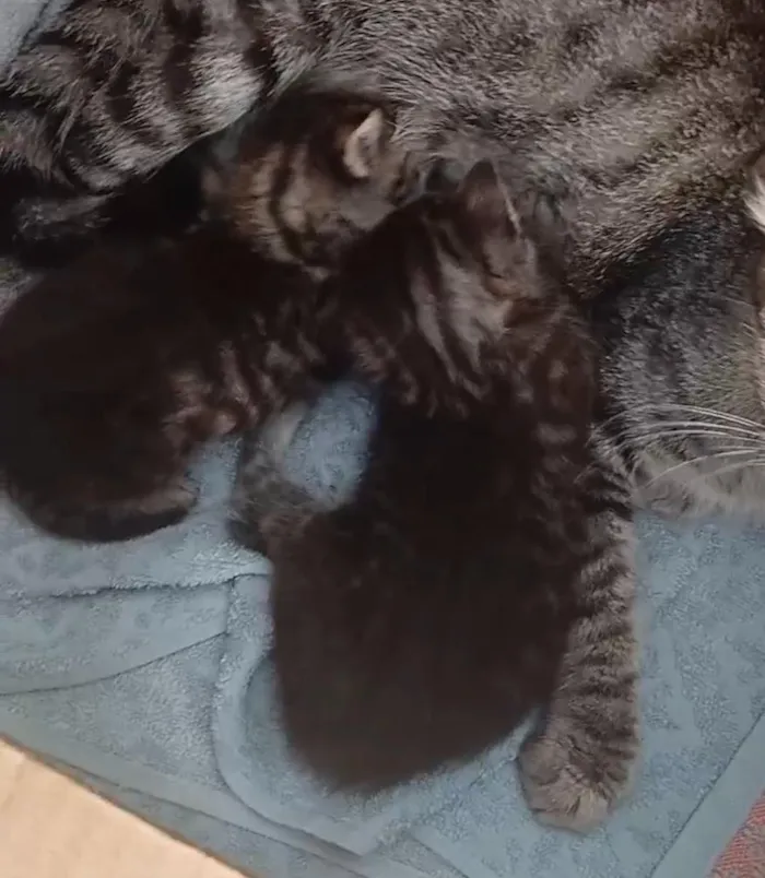 Gato raça SRD-ViraLata idade Abaixo de 2 meses nome Moisés e Miqueias