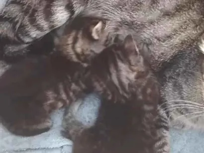 Gato raça SRD-ViraLata idade Abaixo de 2 meses nome Moisés e Miqueias