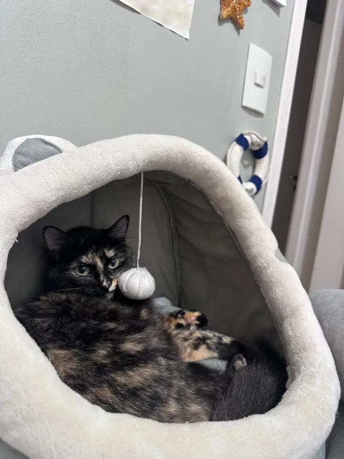 Gato raça SRD-ViraLata idade 1 ano nome Tina