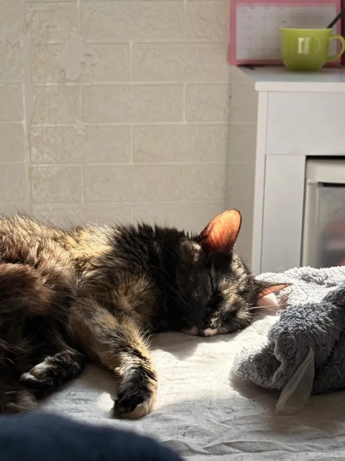 Gato raça SRD-ViraLata idade 1 ano nome Tina