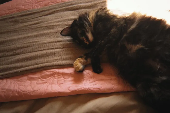 Gato raça SRD-ViraLata idade 1 ano nome Tina