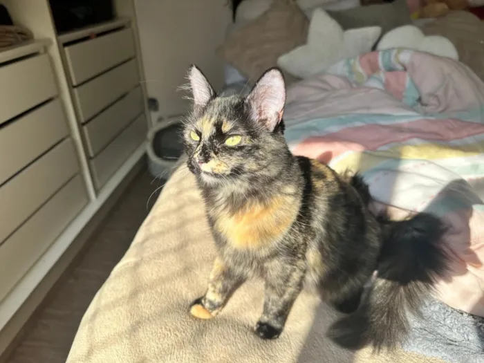 Gato raça SRD-ViraLata idade 1 ano nome Tina