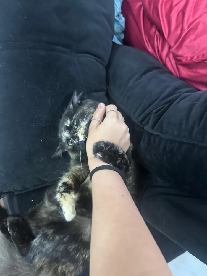 Gato raça SRD-ViraLata idade 1 ano nome Tina