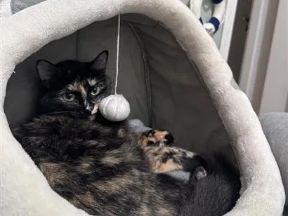 Gato raça SRD-ViraLata idade 1 ano nome Tina