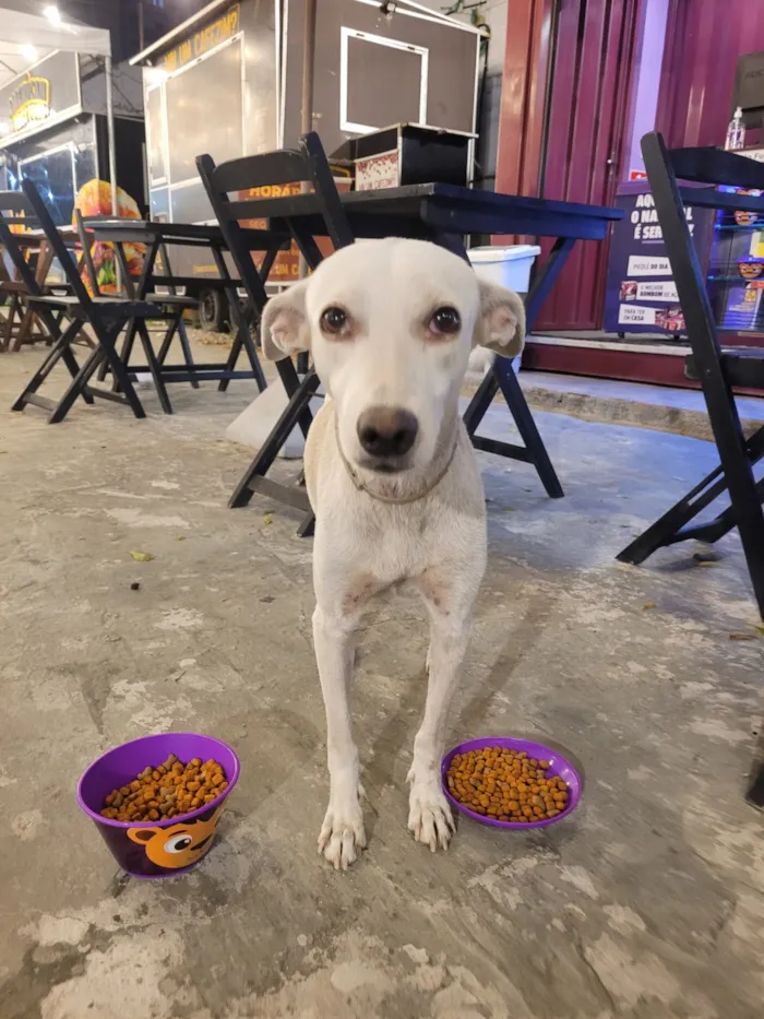 Cachorro raça SRD-ViraLata idade 2 anos nome Branquinha