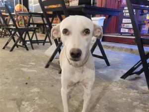 Cachorro raça SRD-ViraLata idade 2 anos nome Branquinha