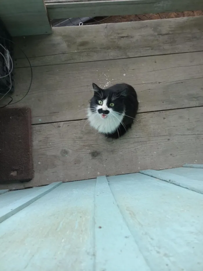 Gato raça SRD-ViraLata idade 2 a 6 meses nome frajola 
