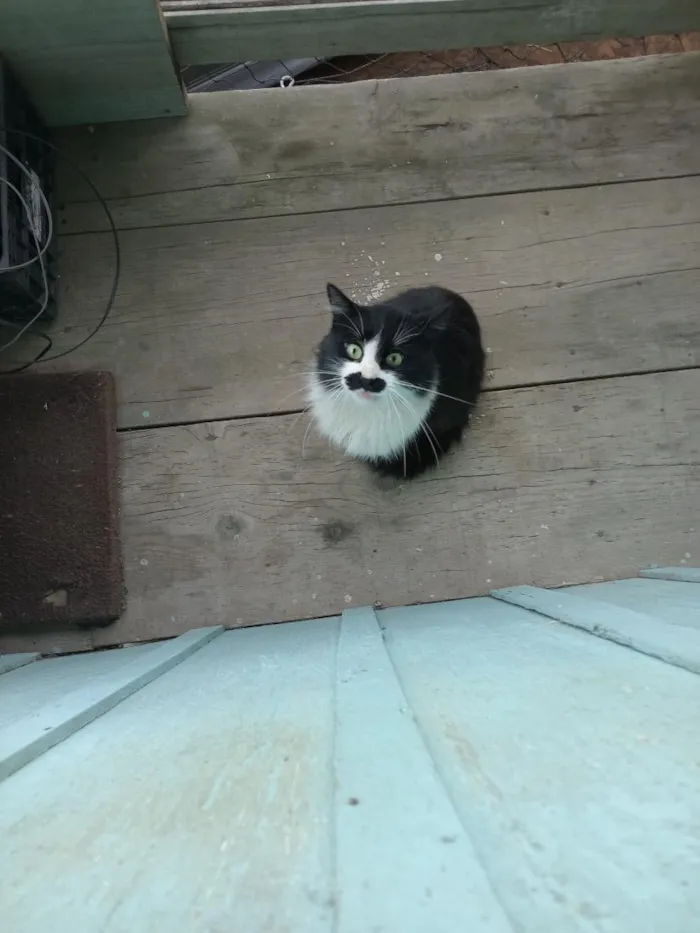 Gato raça SRD-ViraLata idade 2 a 6 meses nome frajola 