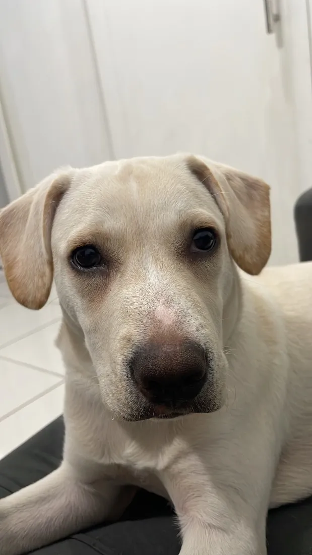 Cachorro raça SRD-ViraLata idade 2 a 6 meses nome Zeca